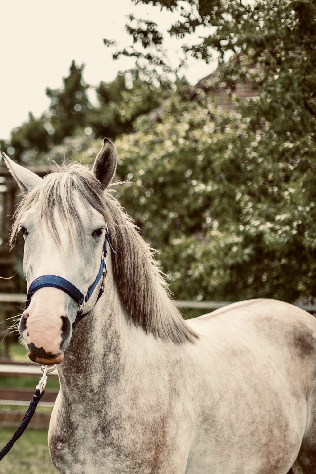 Pferd Pony Smarty aud der Wiese