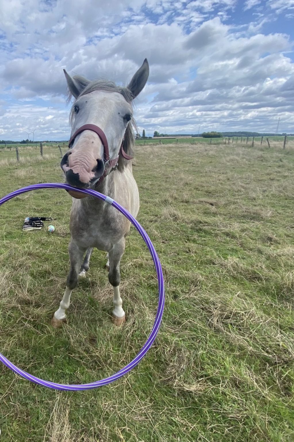 Pferd Smarty Therapiepferd spielt mit Hula Hoop Reifen